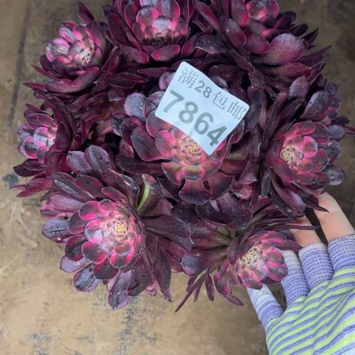 7864红金刚多肉植物