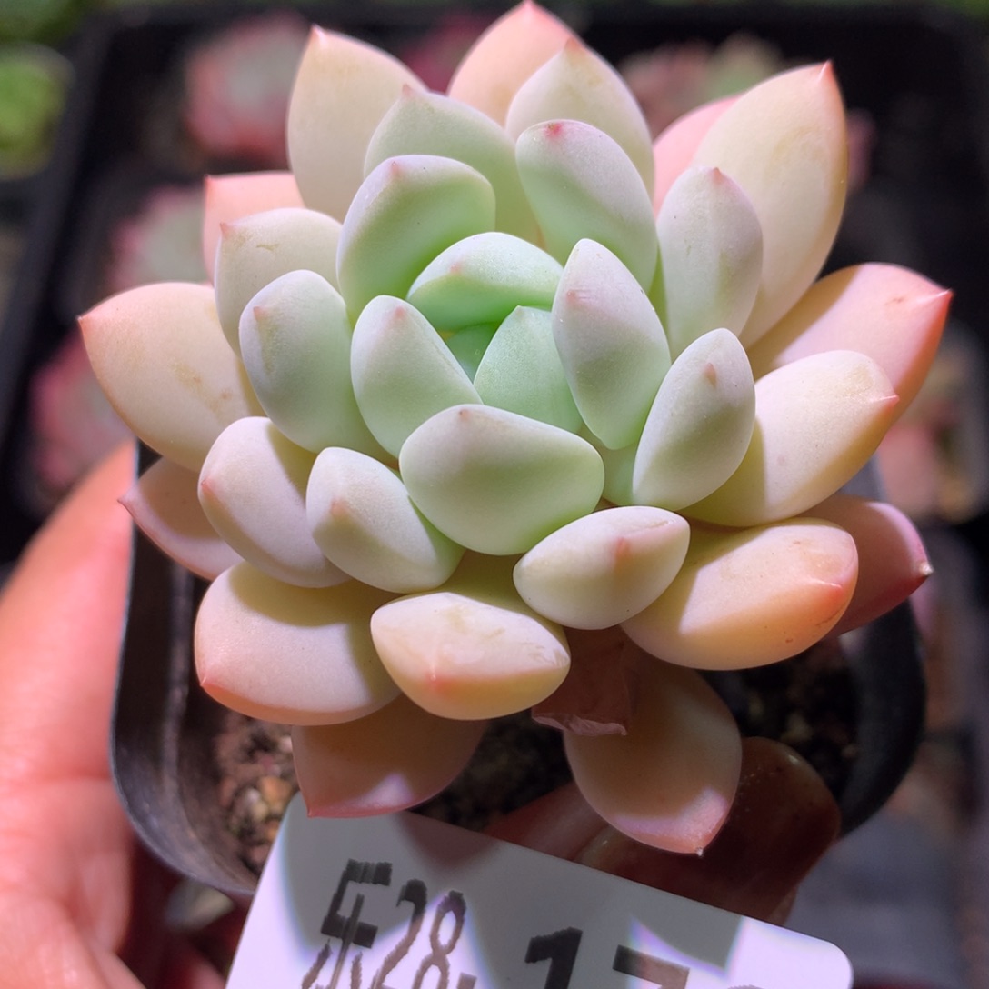 乐然28-176 玉兔单头 