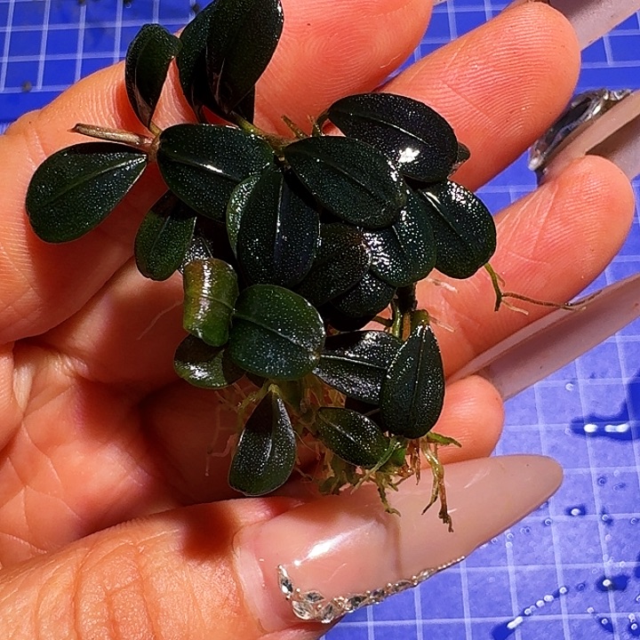 无花朵福利大象玉福利一份植物