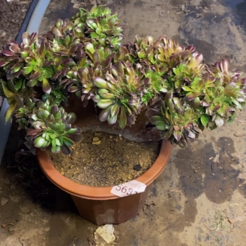 万圣节多肉植物5681