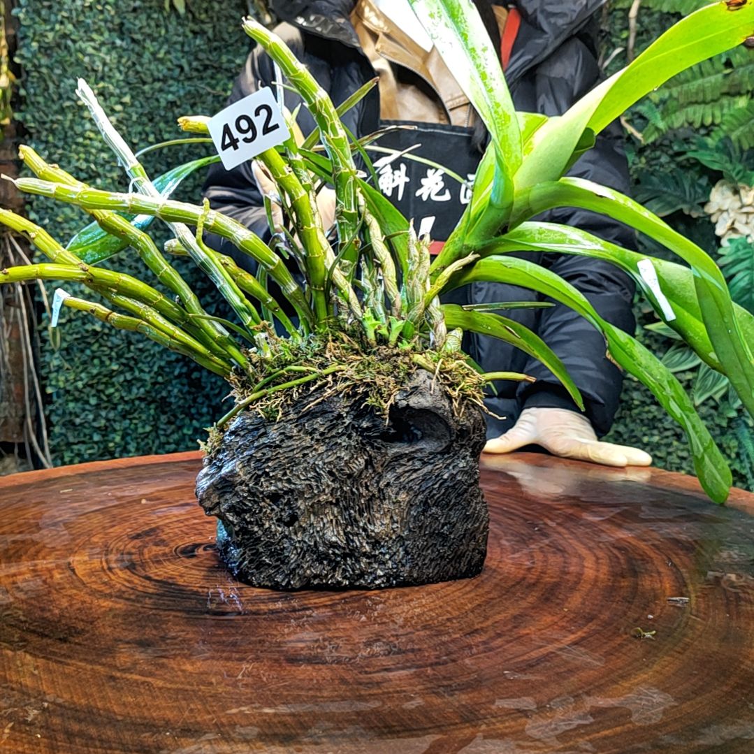 【闪购商品】492无名兰玫瑰珍虫越南风兰花花