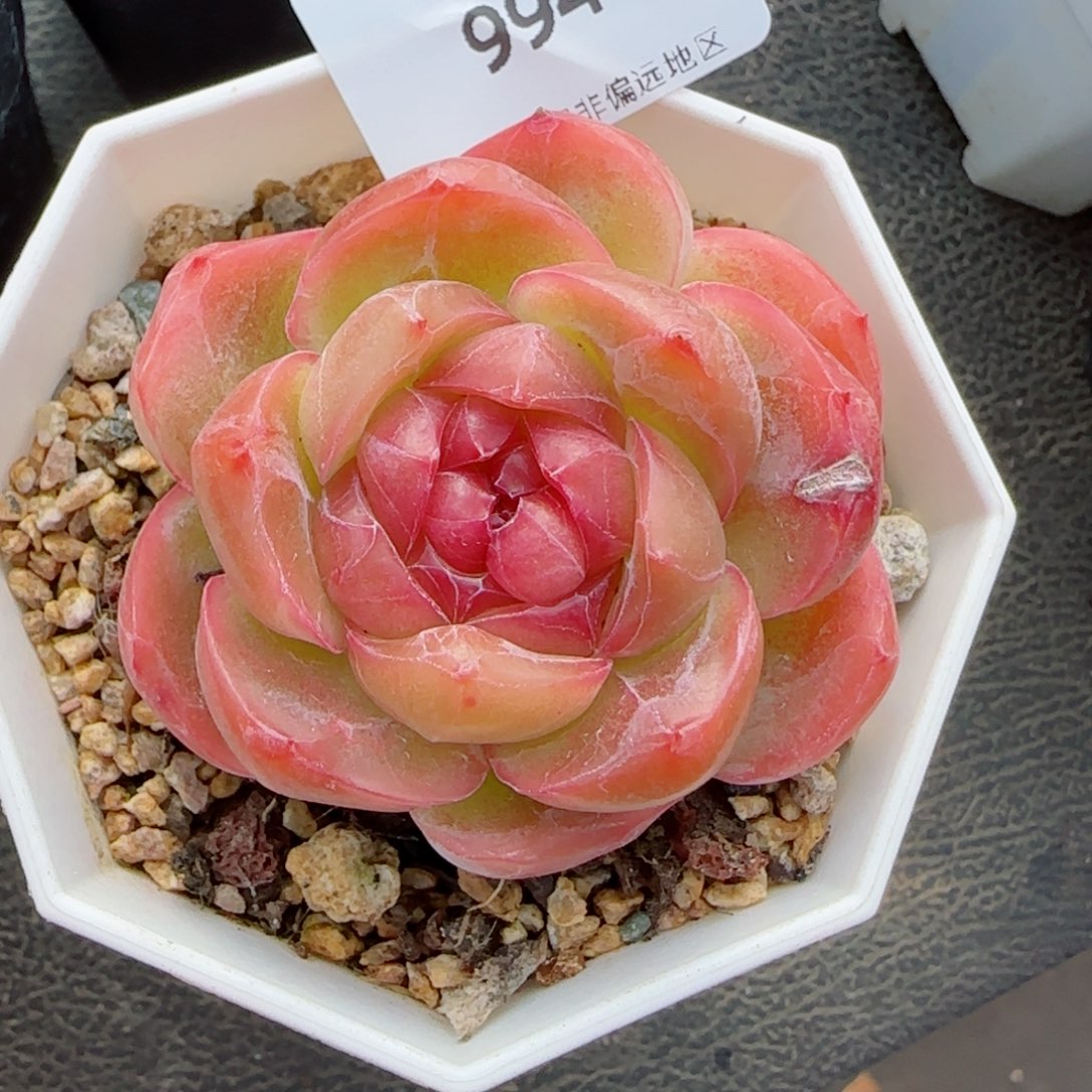 繁花，微瑕，9944多肉