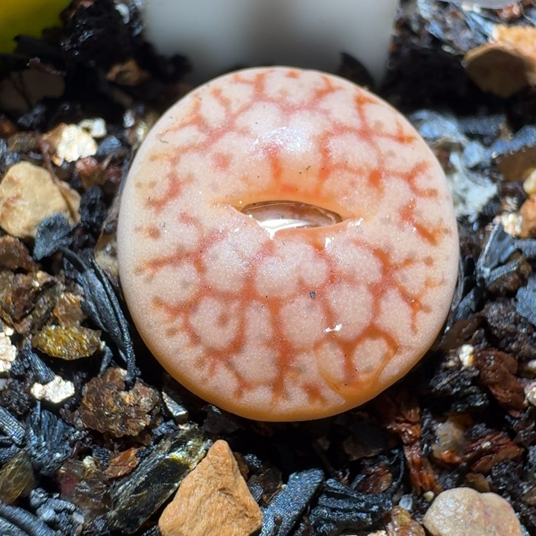 小黄车里捡漏去1385