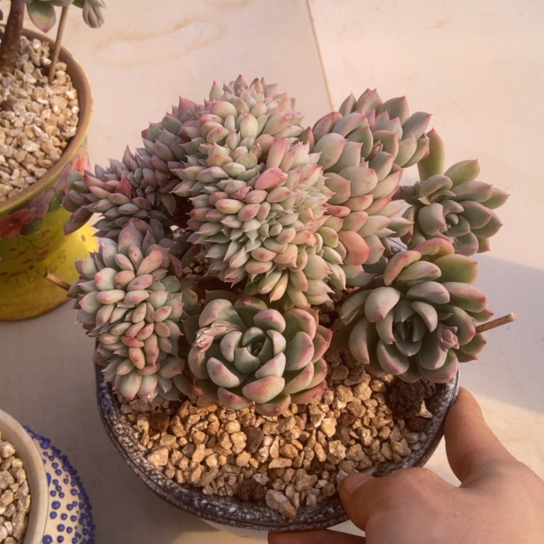 迈达斯国王缀多肉多肉多肉多肉