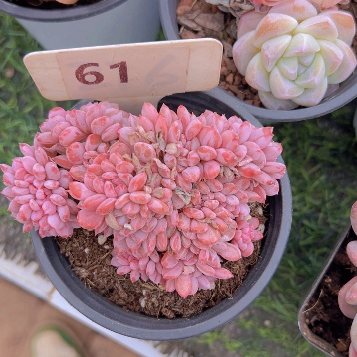 健健康康平平安安