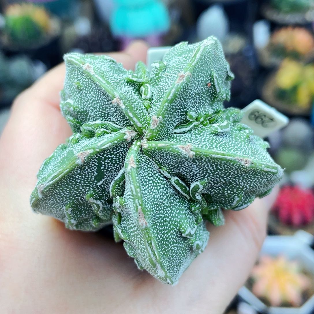 非偏远地区满25包邮仙人球