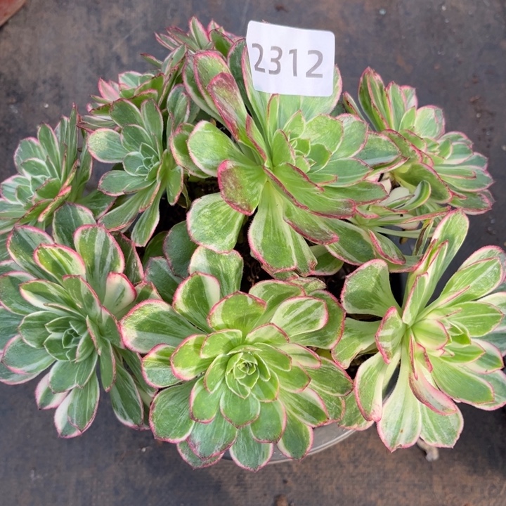 万花筒多肉发货不售后