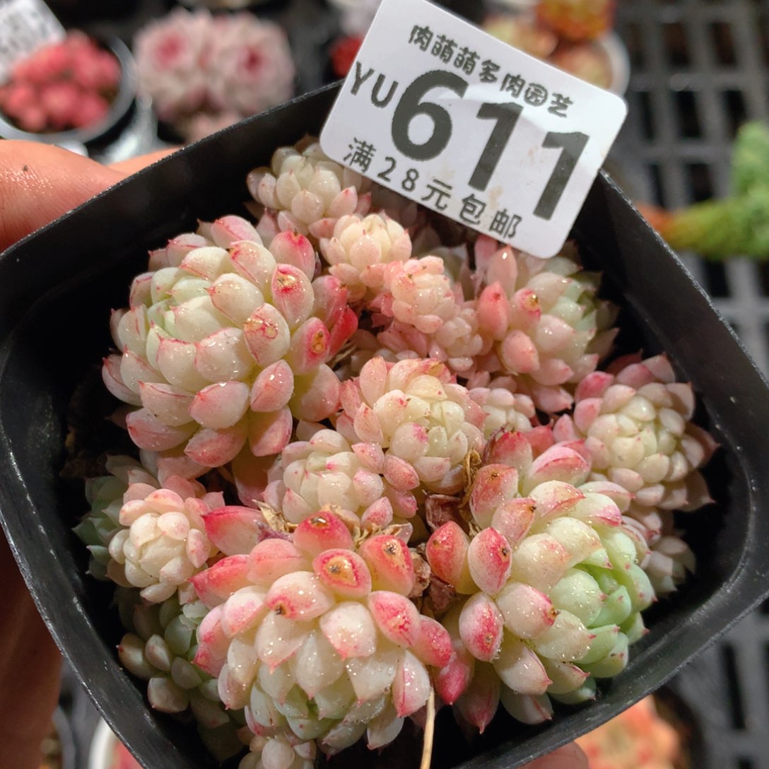 5CM拇指盆精控多肉YU611