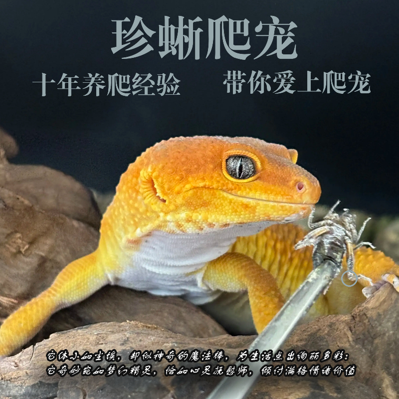 宠物用品直播间专拍