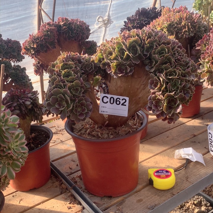 062玫瑰朵朵追多肉法师