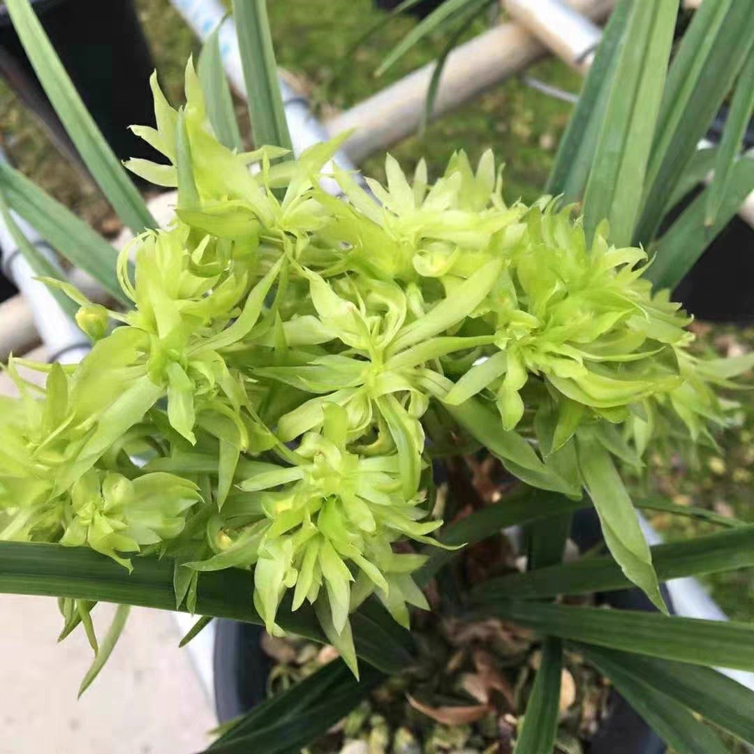 春兰花开富贵 （10月-2月带花苞）室内绿植花卉