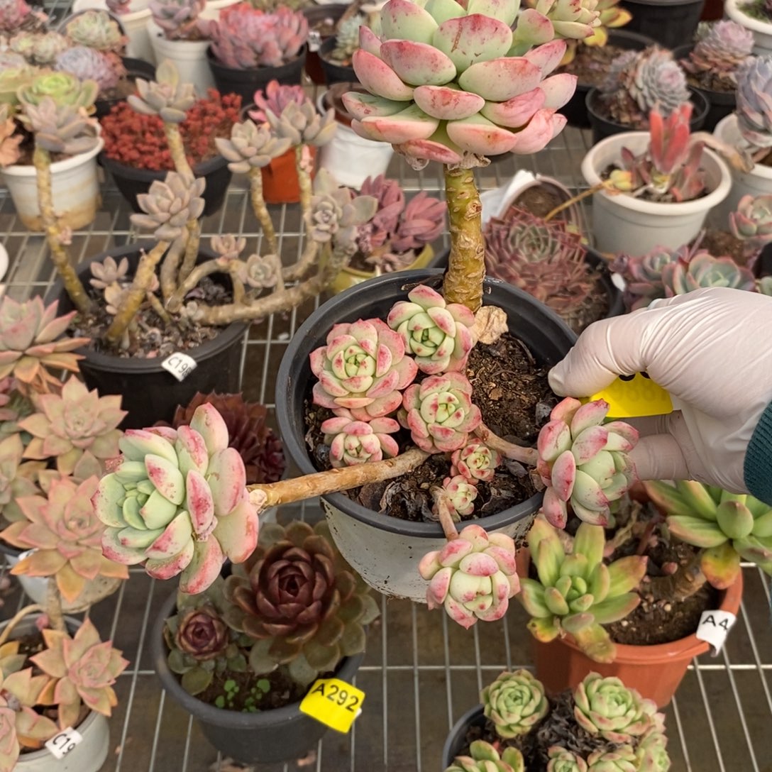 095香草多头一物一拍