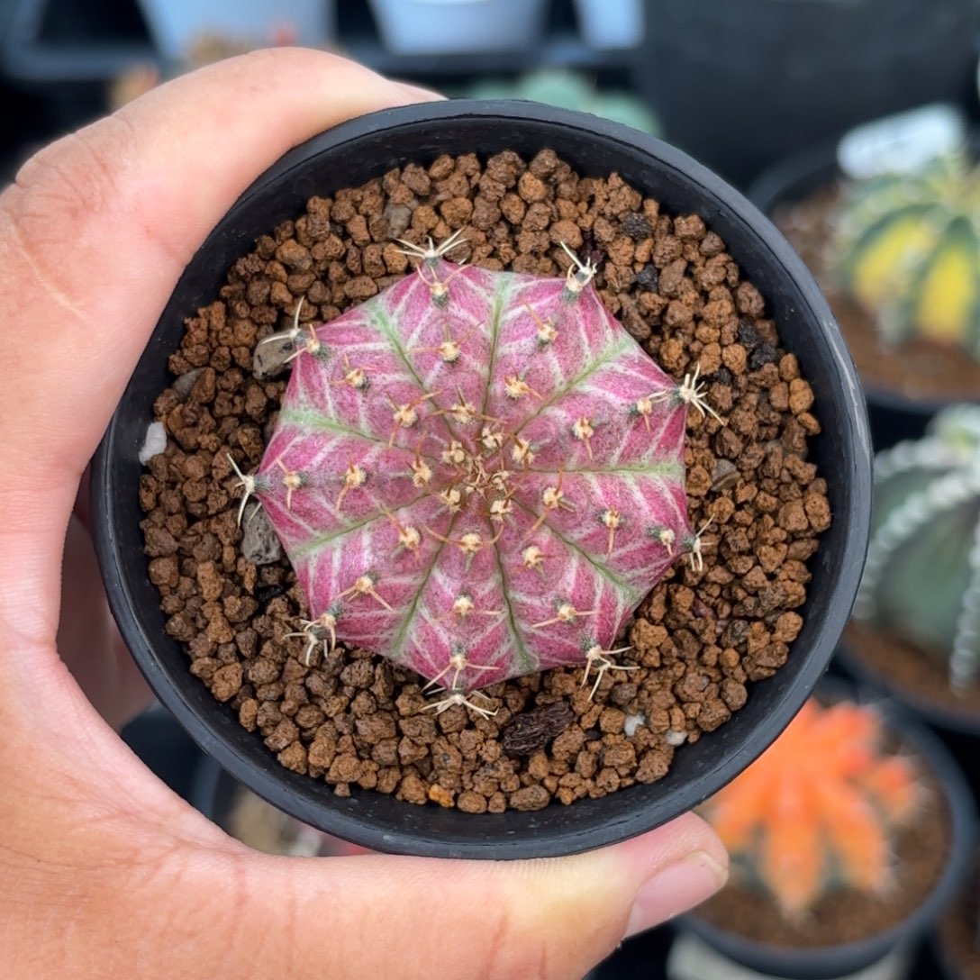 泰系美纹实生轮回1800