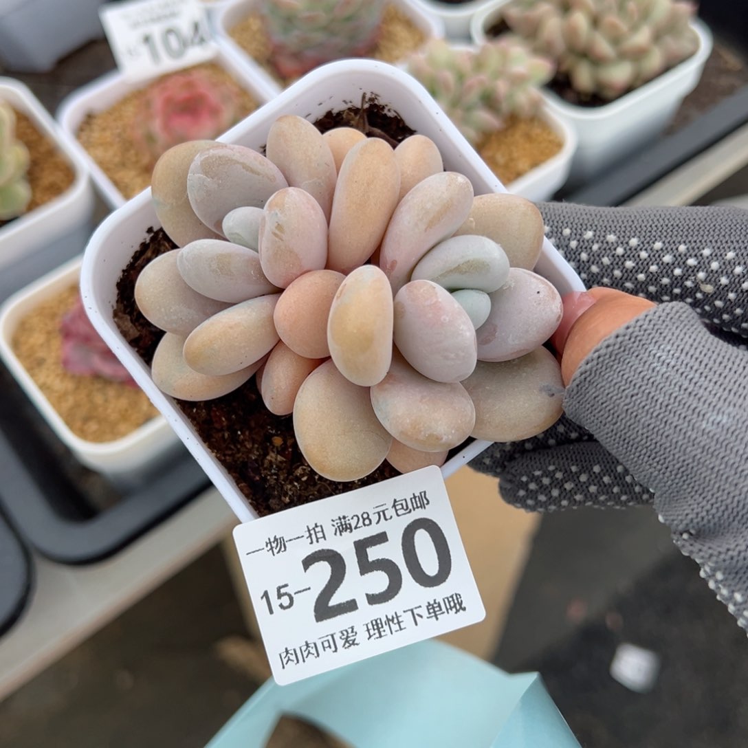 粉兔多肉多肉多肉多肉