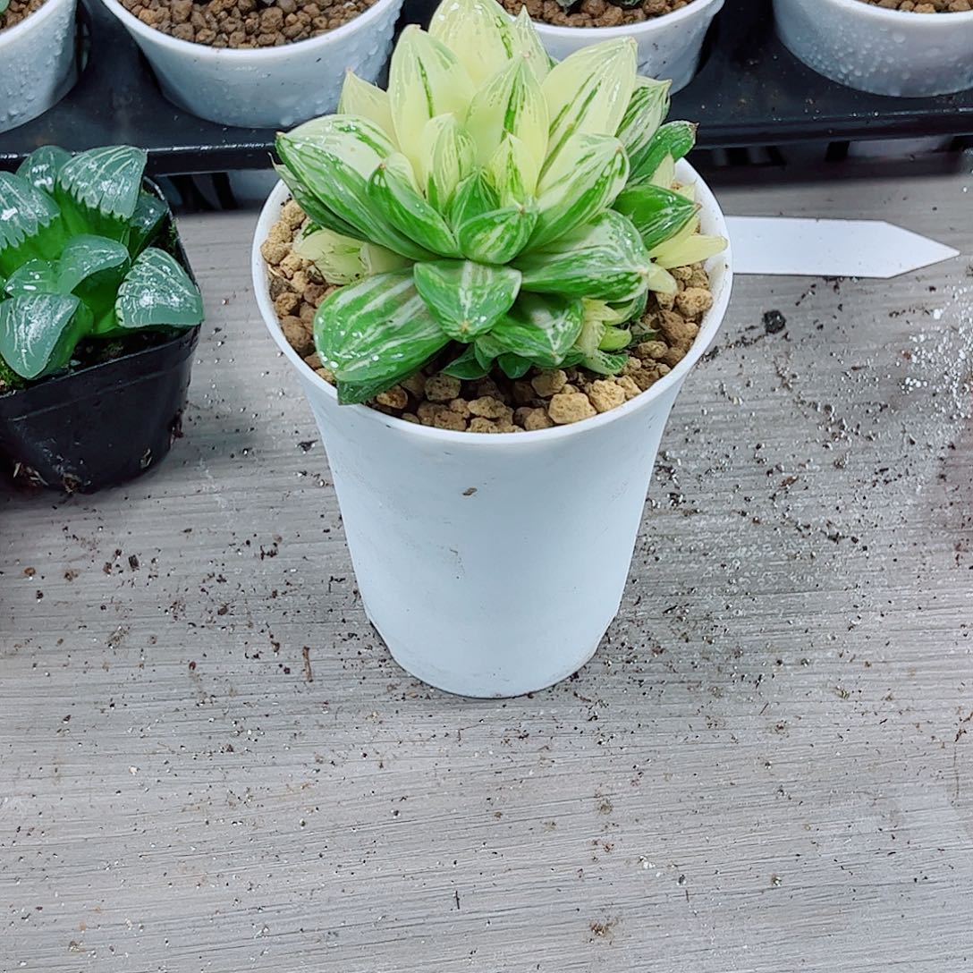 宝草玉露一勿一拍