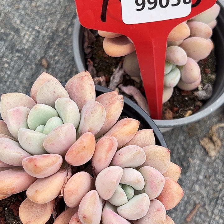 天***墩框拍     99030号  