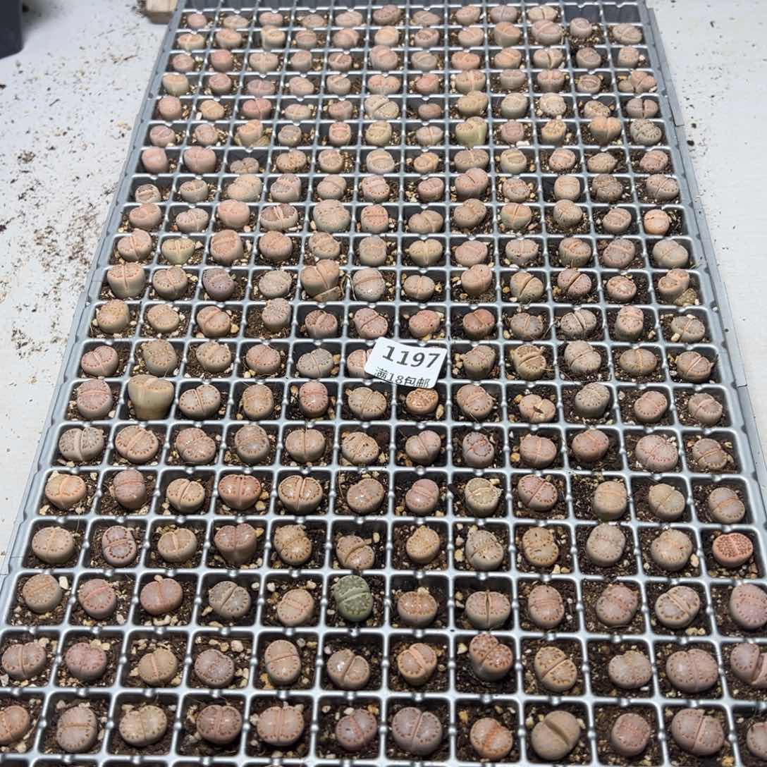 【闪购商品】1197。        