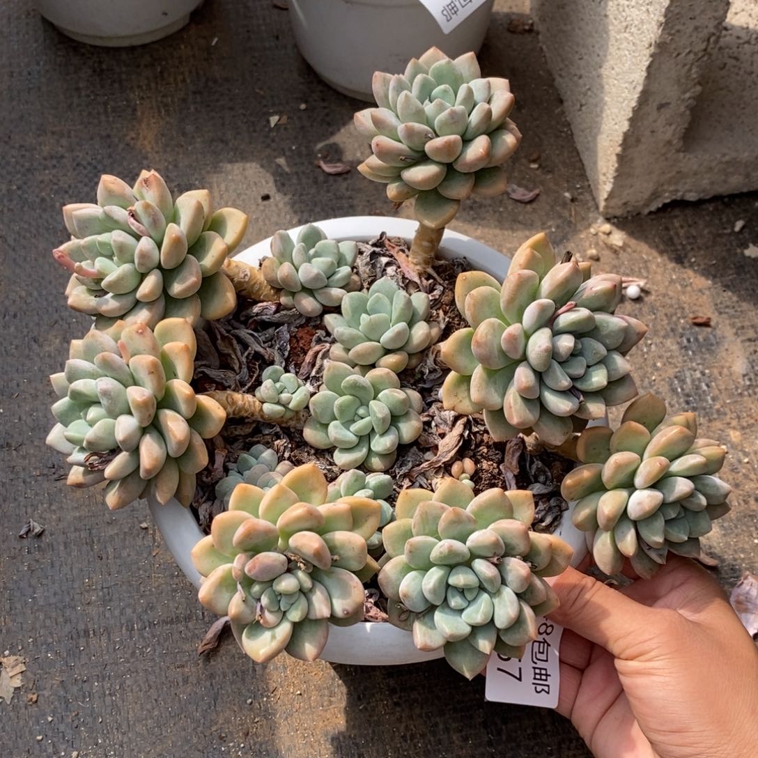 夏悦多肉901-157白鹭