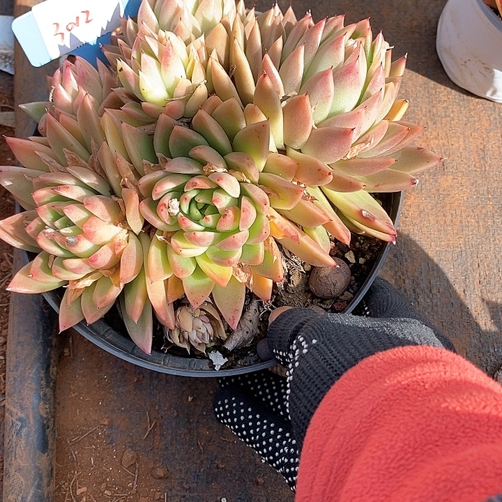 y**✨3012新年快乐福利