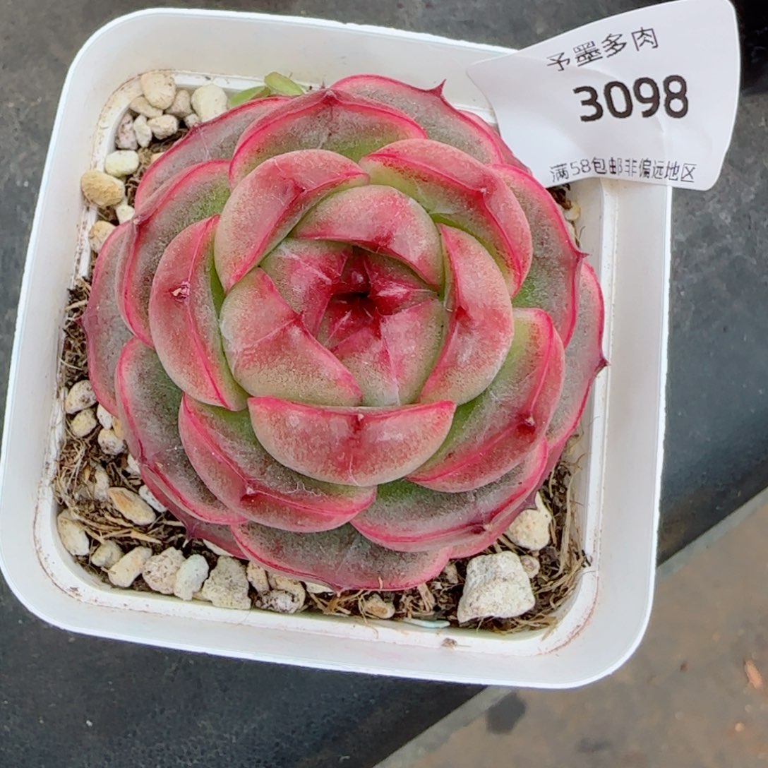 碧海珍妮，3098多肉植物