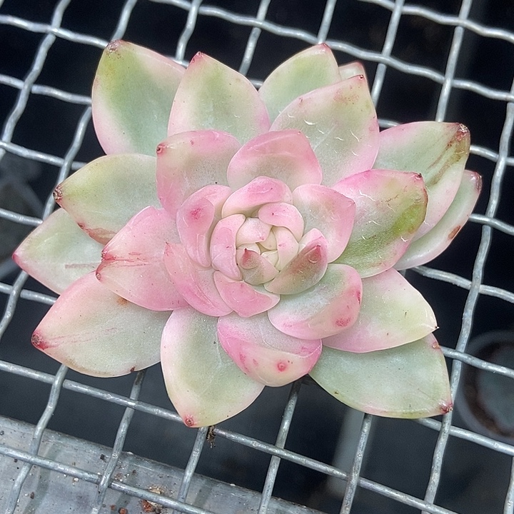 V***冰月亮锦头盖多肉