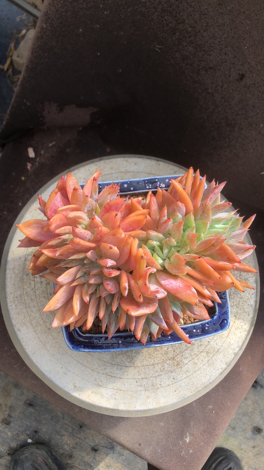 烟火花园缀精控 