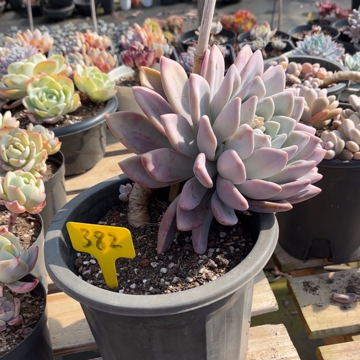 奥普多肉植物3 8 2