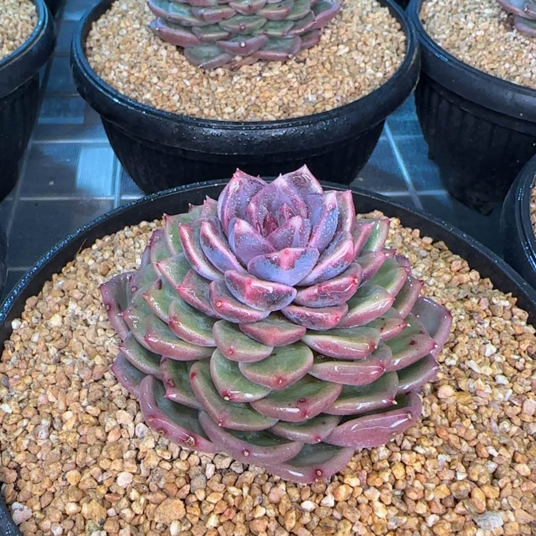 从前慢花园精选多肉彩薇