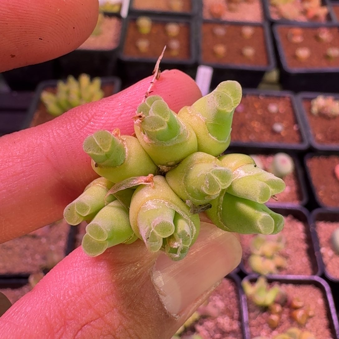 云缦精品番杏14.38