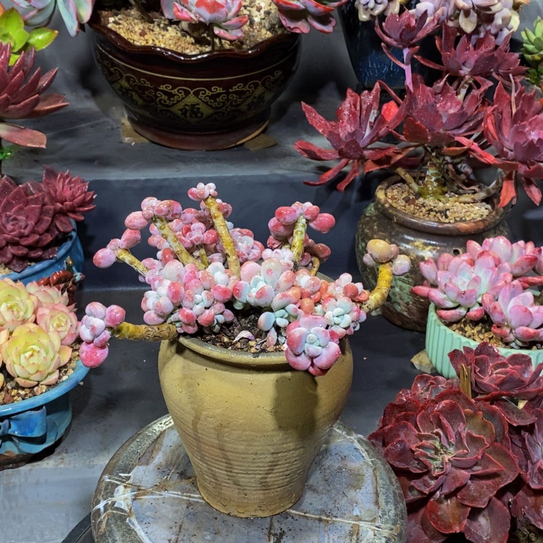 一物一拍一物一拍