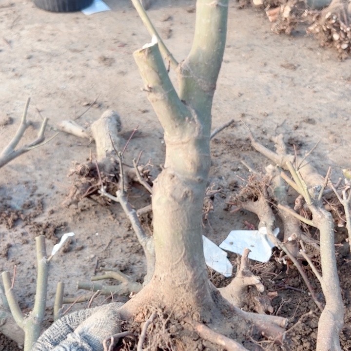 本***名无花朵枫树……枫树