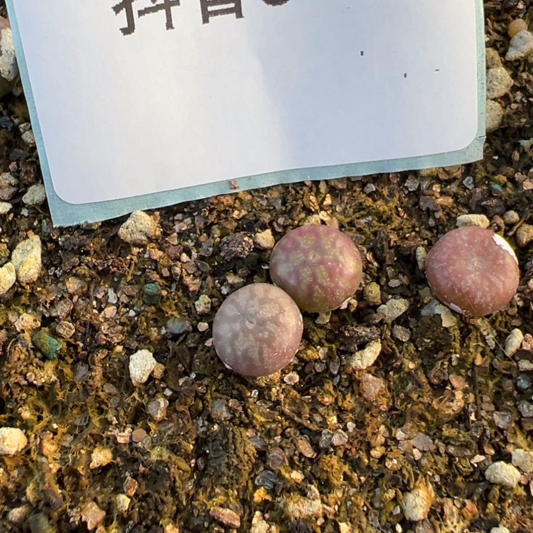3-13量拍送奶工一颗