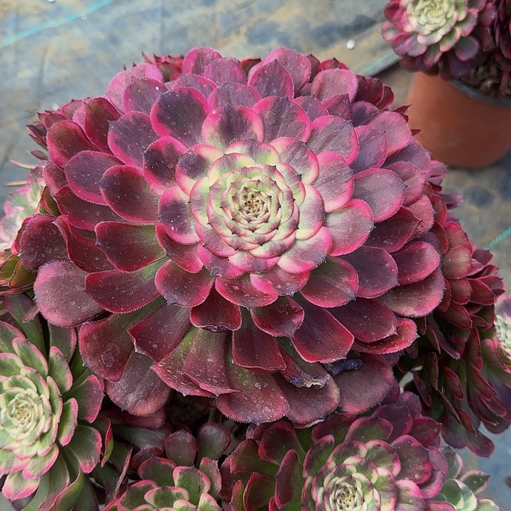 精品黑金刚墨娅老桩捧花亏本福利