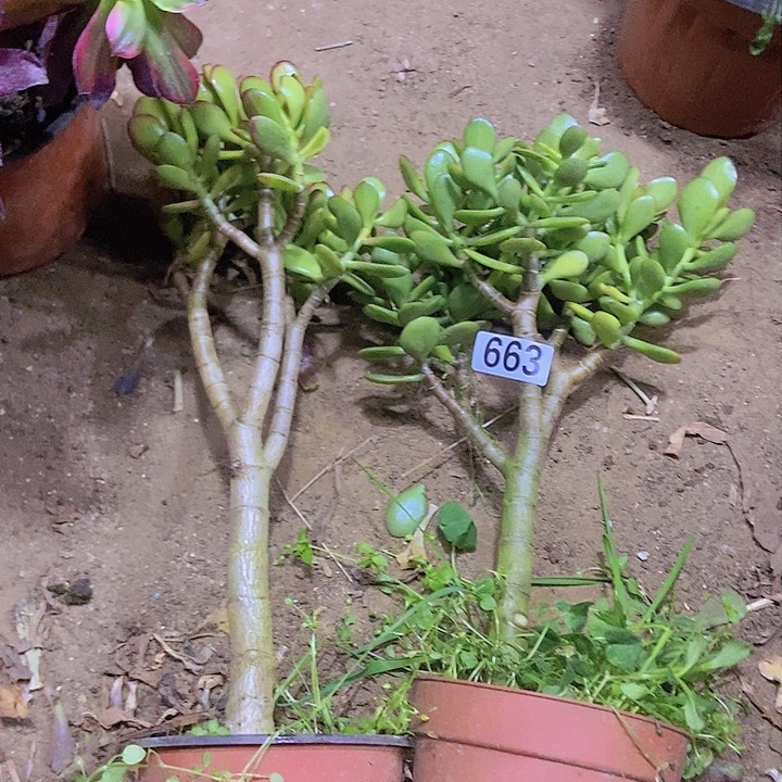 663玉树玉树老庄