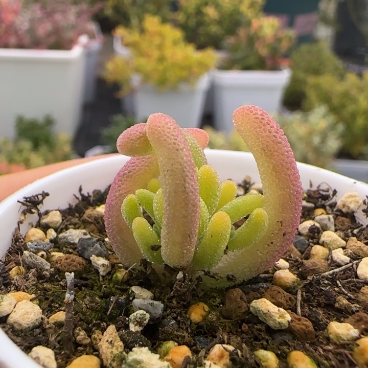 676-钻石黄锦植物枝干