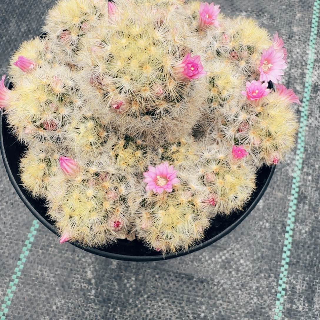 慕***级92实生嘉文丸仙人球