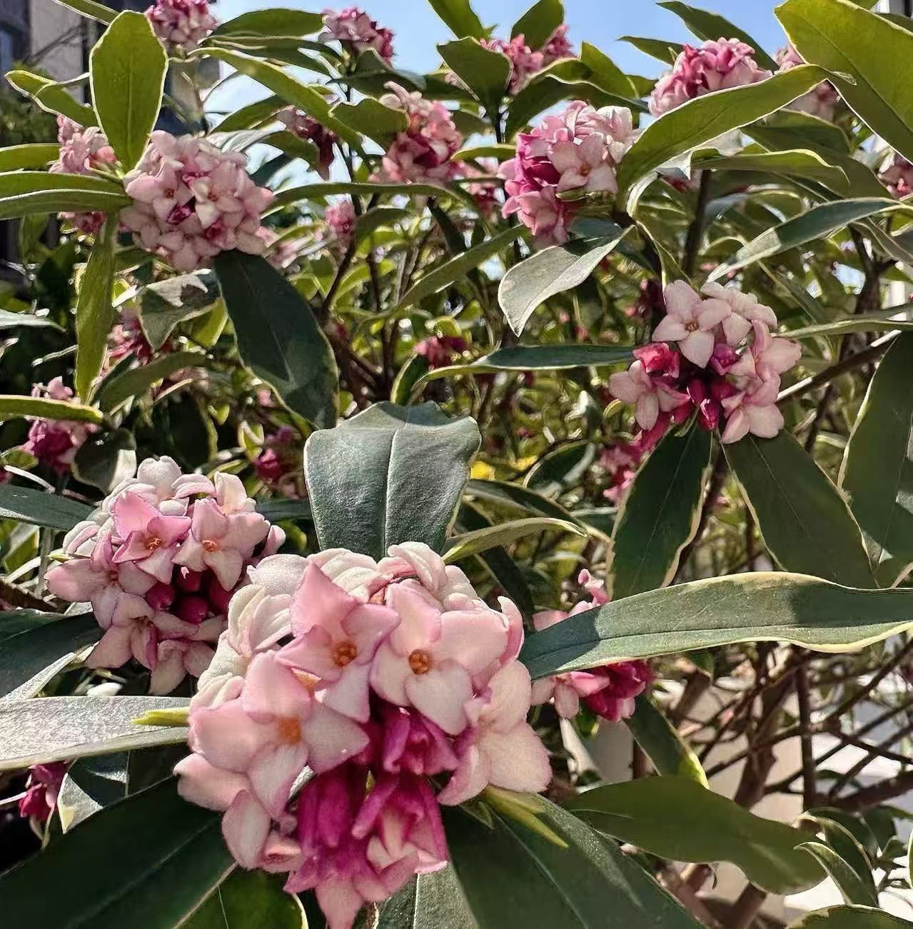 【李先生】金边瑞香~浓香型盆栽花卉室内耐寒四季常青