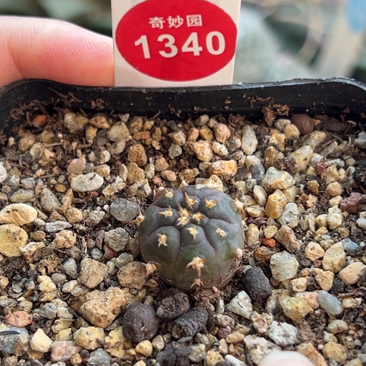 实生短豪刺猫爪1.8cm