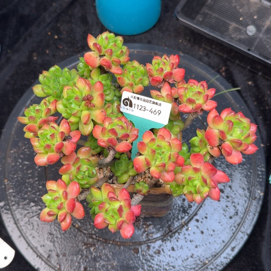 从前慢花园多肉编号1123.469