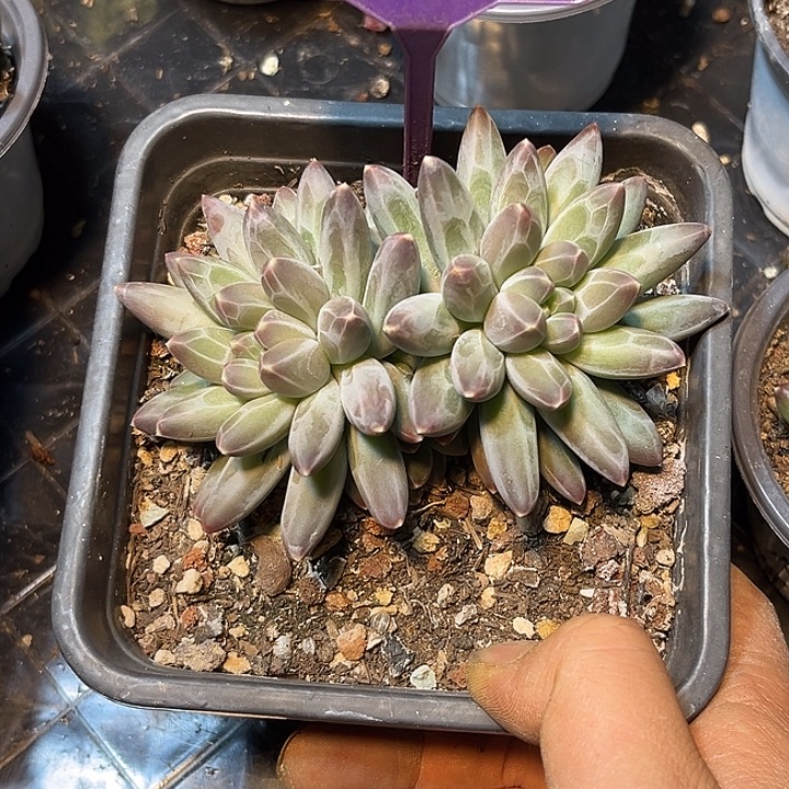 多肉植物伊卡鲁斯845