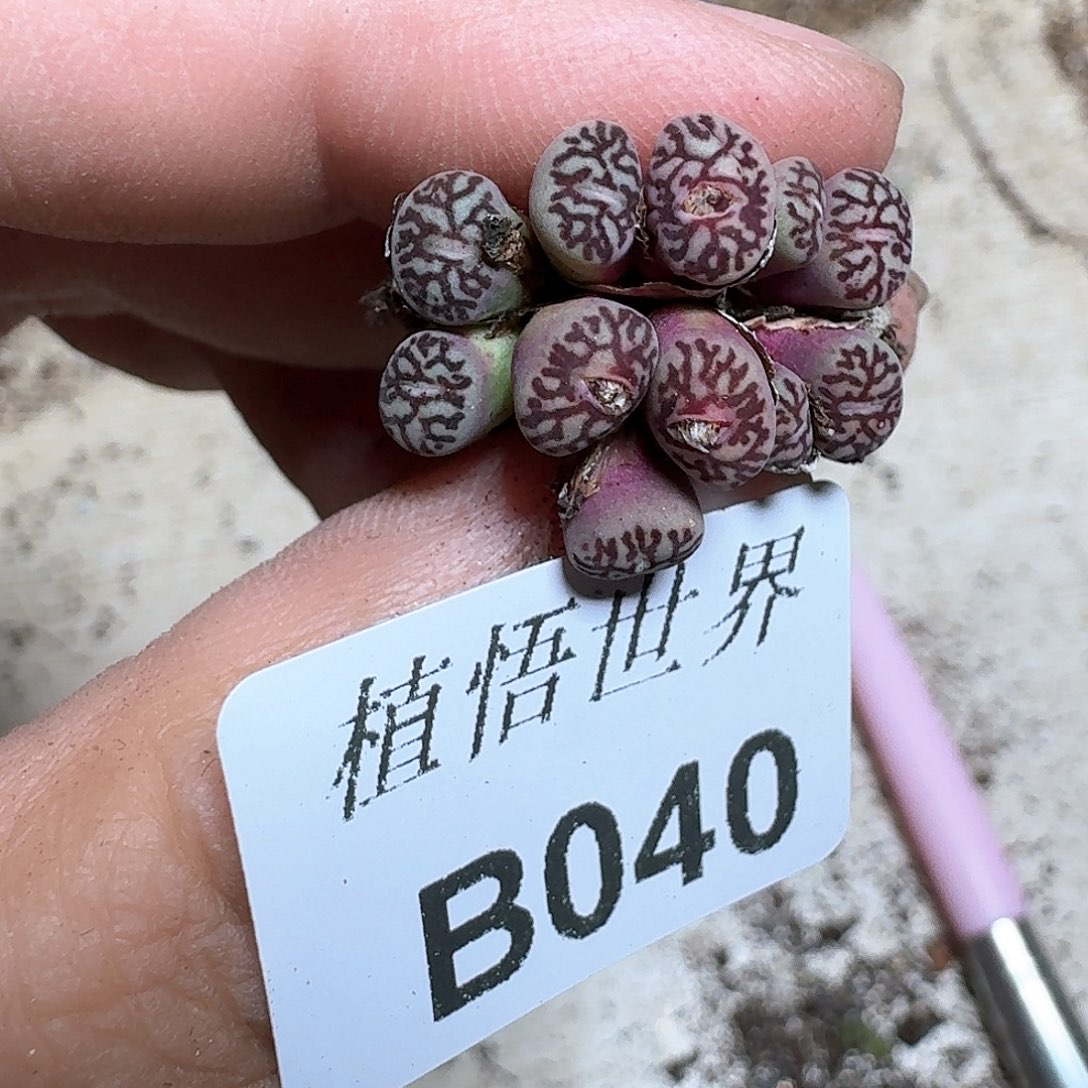 040号多肉植物哇c