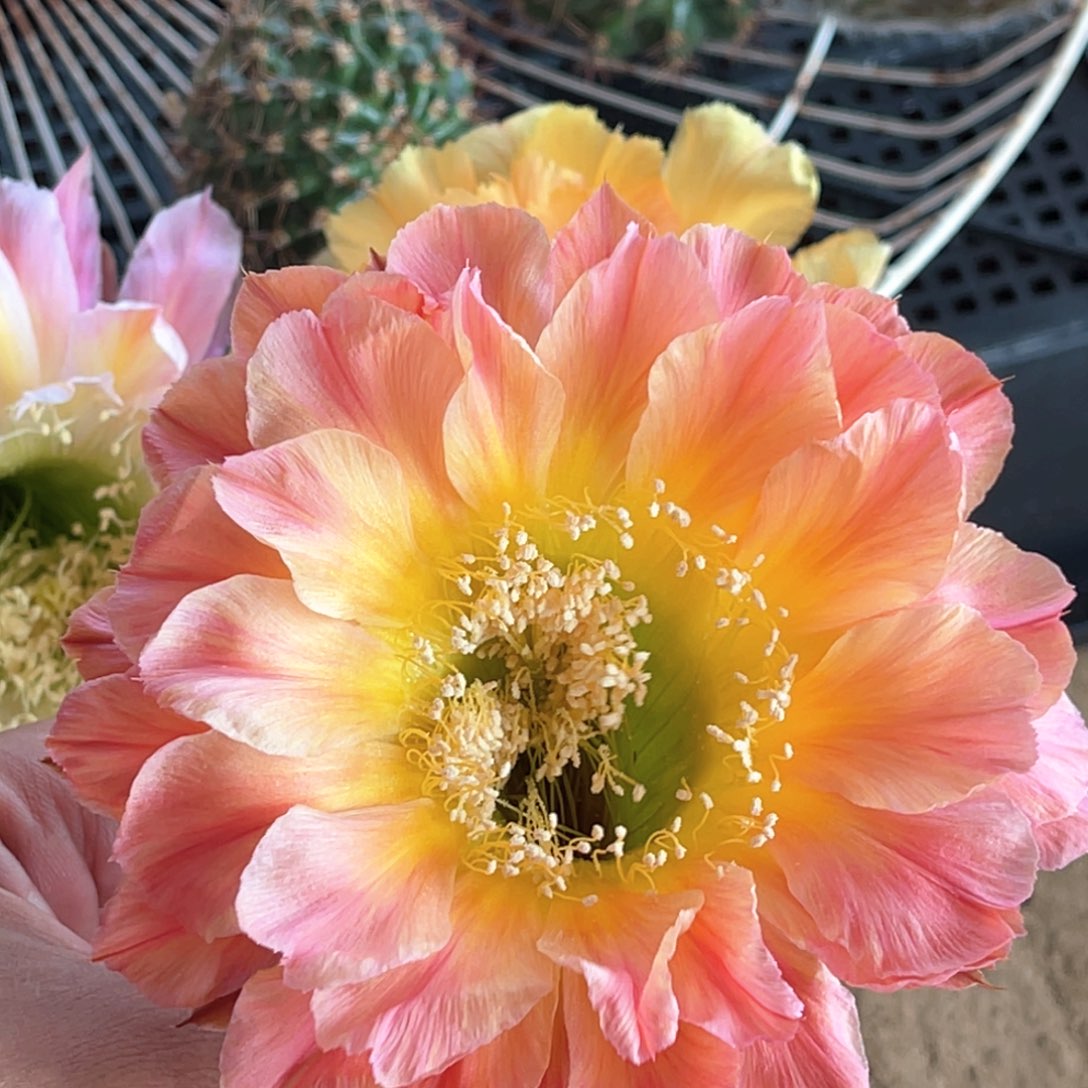 彩 马丁侧芽 歪 满20包邮4公分