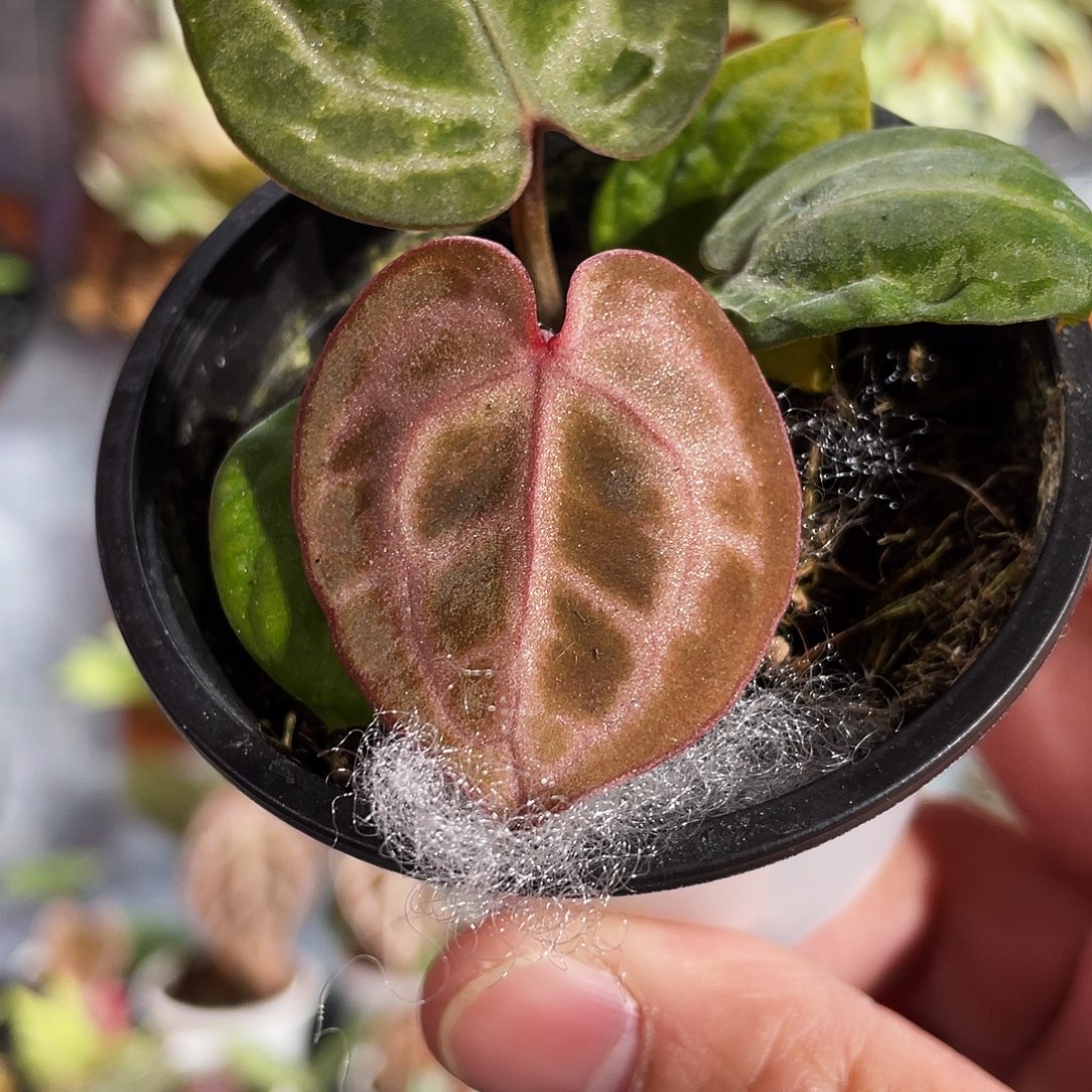 完全开放粉红杂nse红水晶