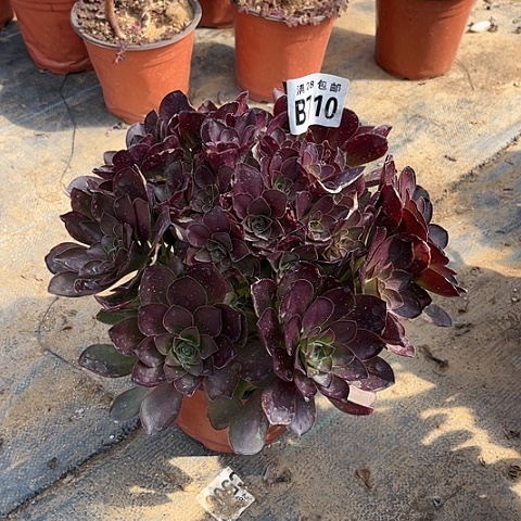 110枚金玫瑰不包断枝