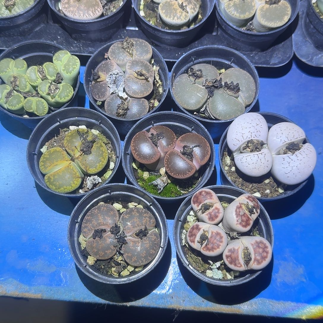 8颗生石花 贵货品种