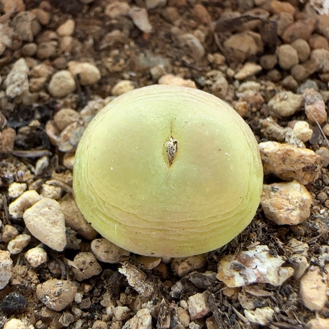 丁***丁7164 大白多肉植物园