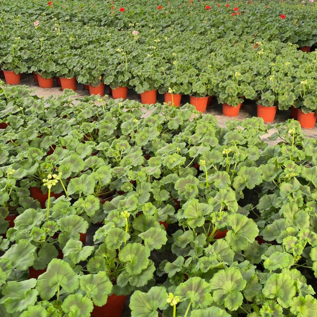 完全开放夏日玫瑰➕罗莎琳达