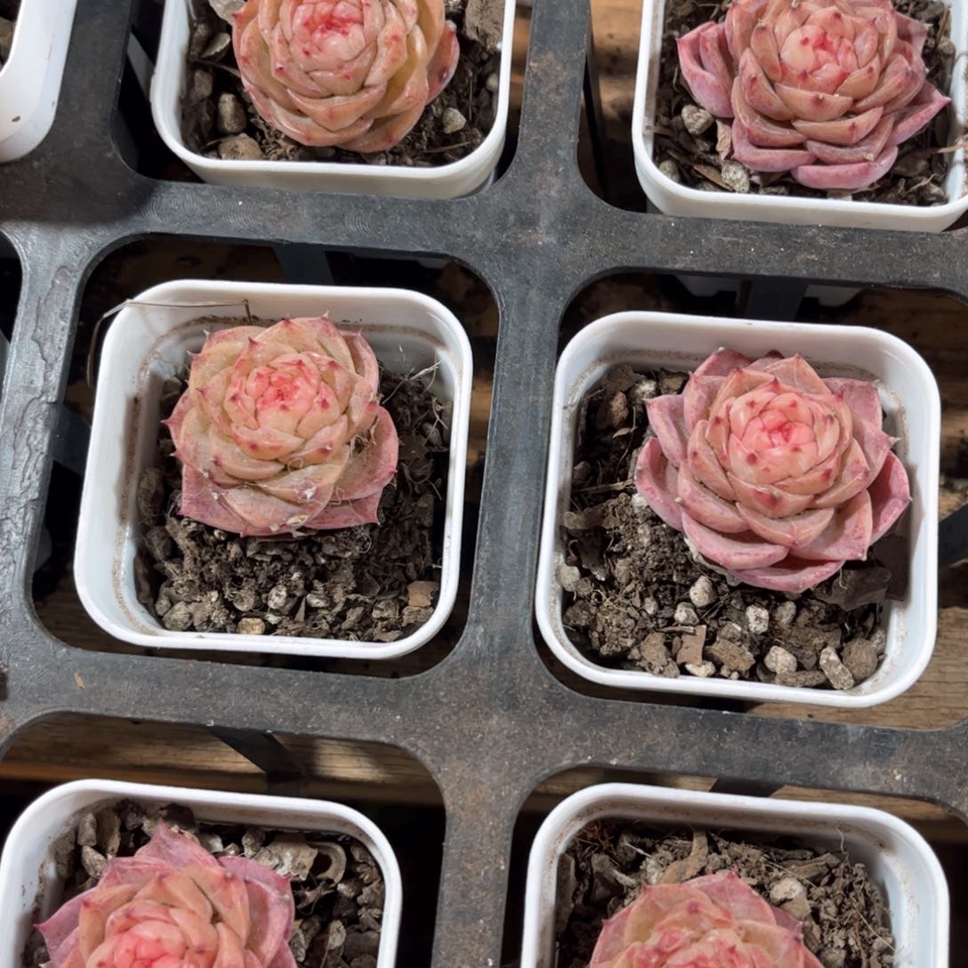 冻唇蜜带盆土发一颗