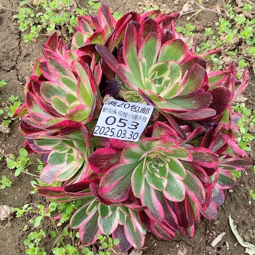 【闪购商品】3.30-53云河多肉植物