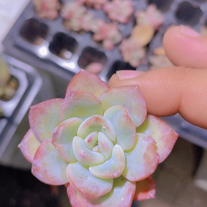 老桩泡芙【满10颗包邮】